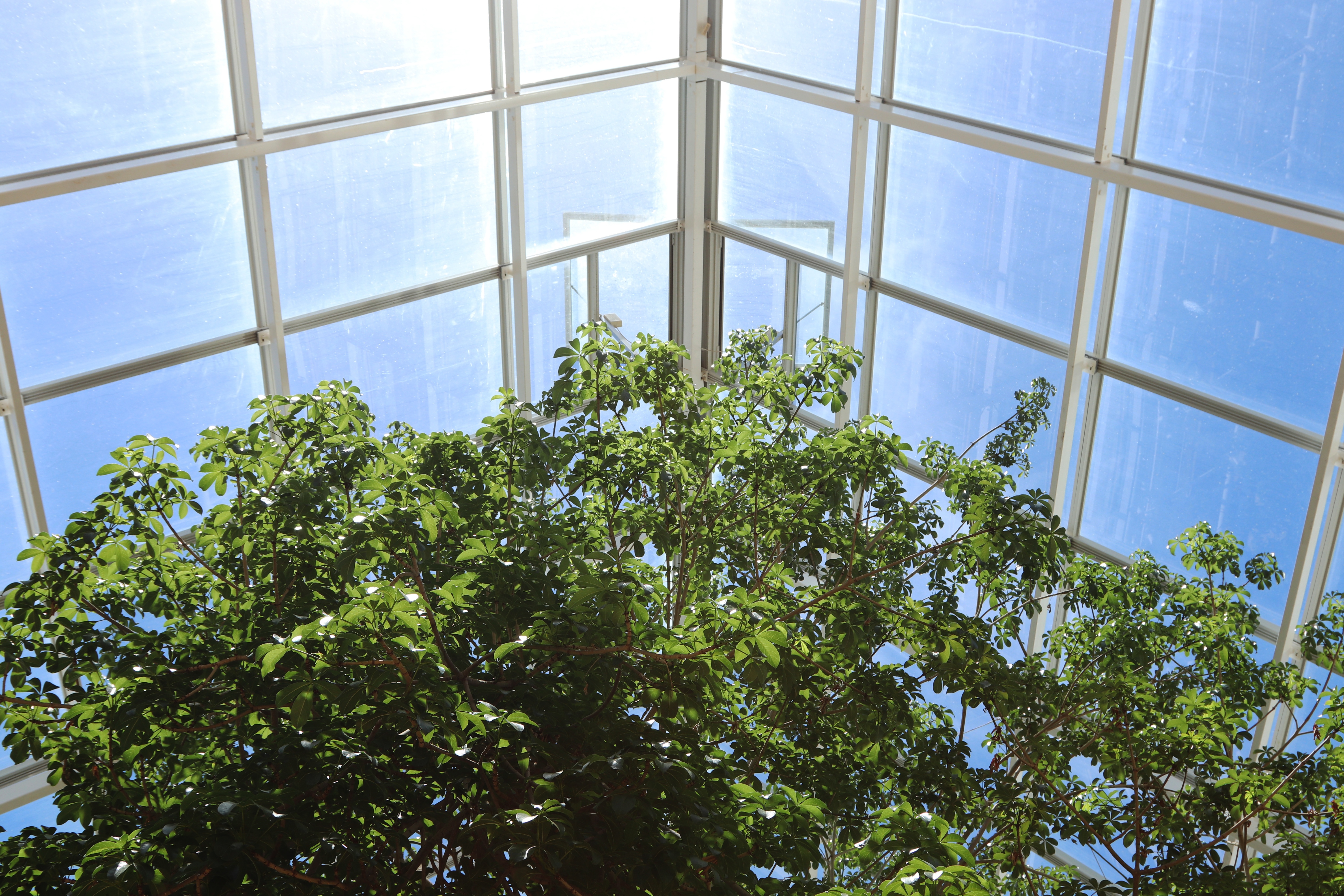 low-angle-shot-beautiful-trees-inside-greenhouse-sun-light